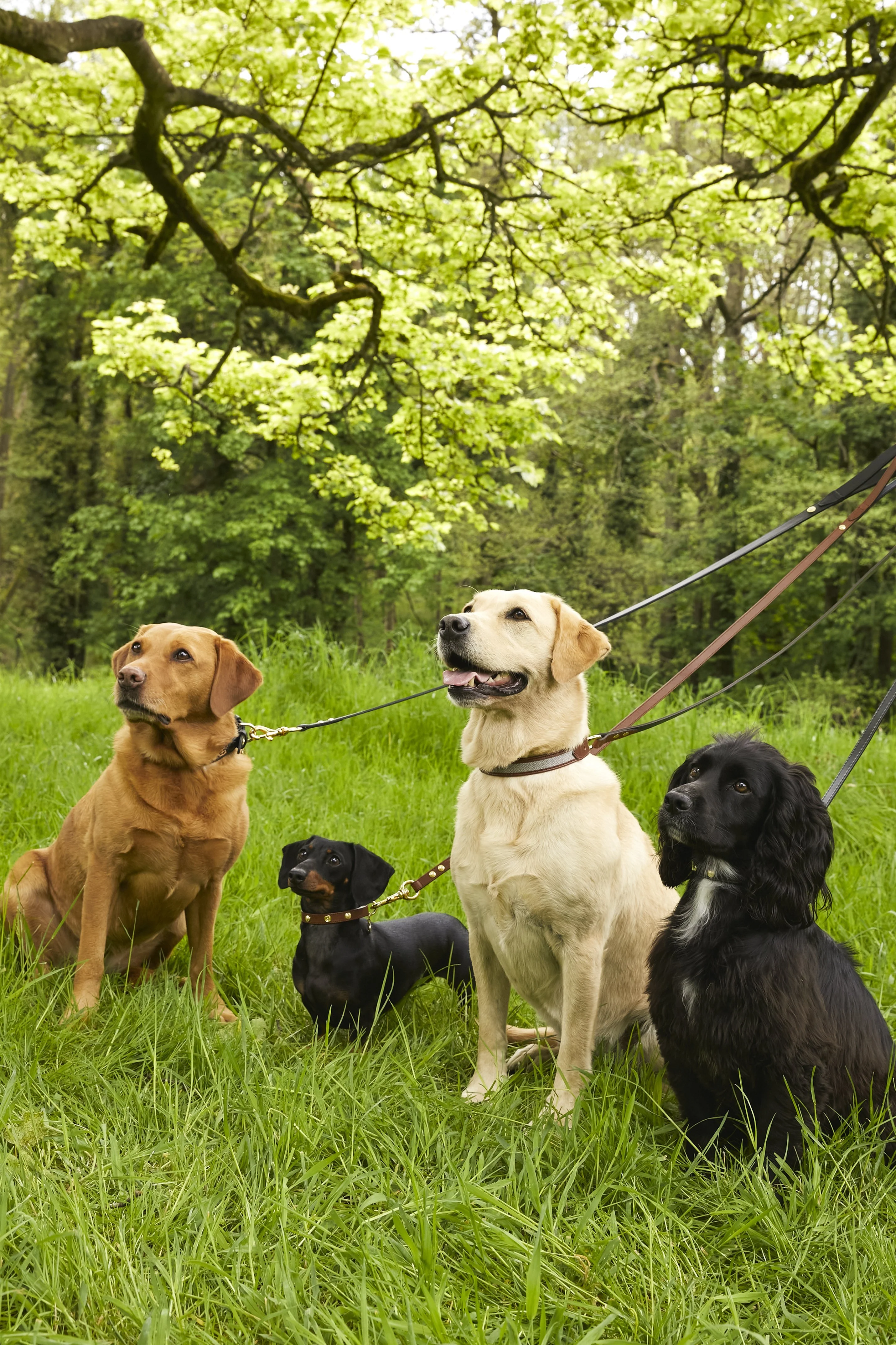 Classic Dog Lead (Black) - Image 5