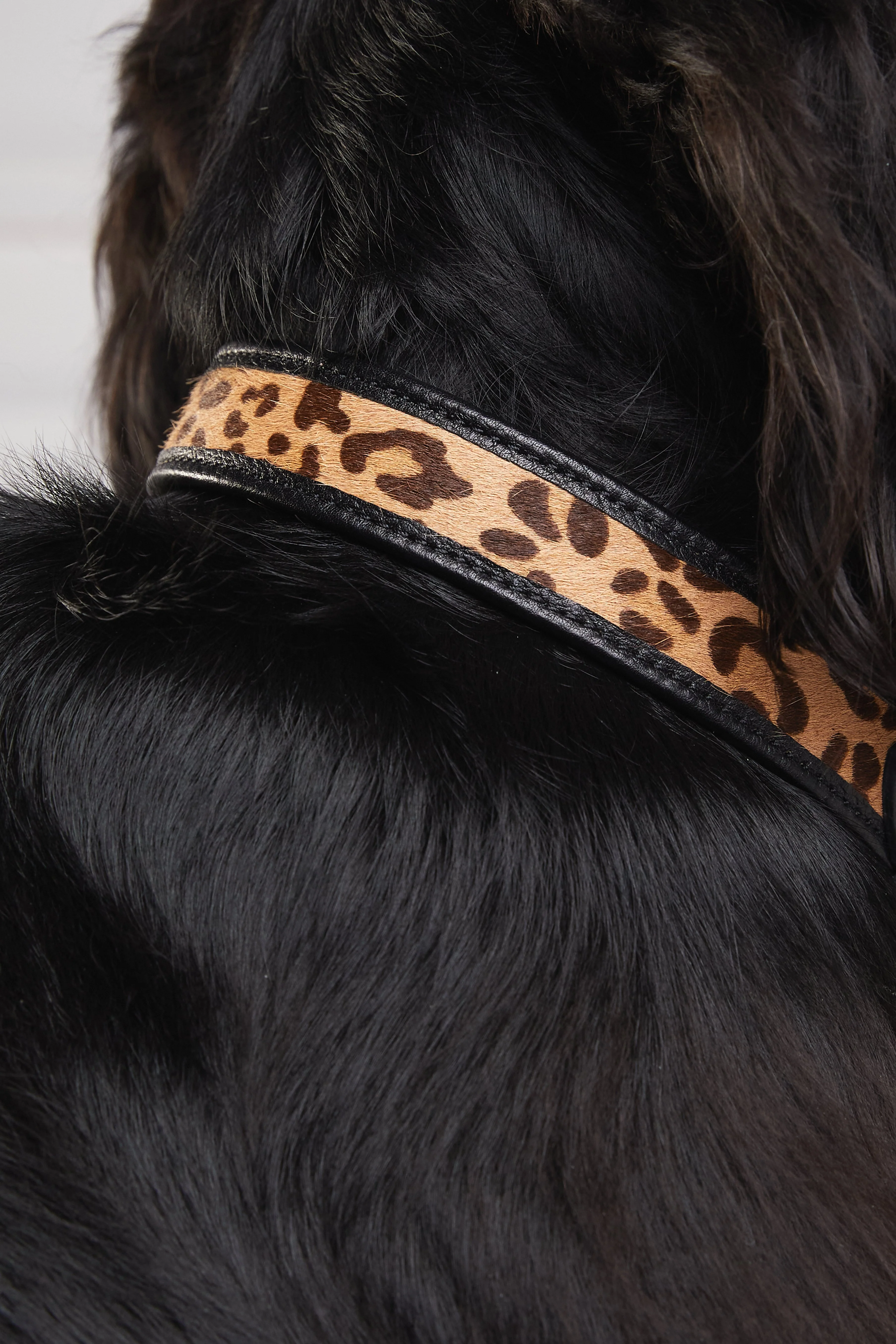 HC Classic Dog Collar (Black & Leopard Pony) - Image 4