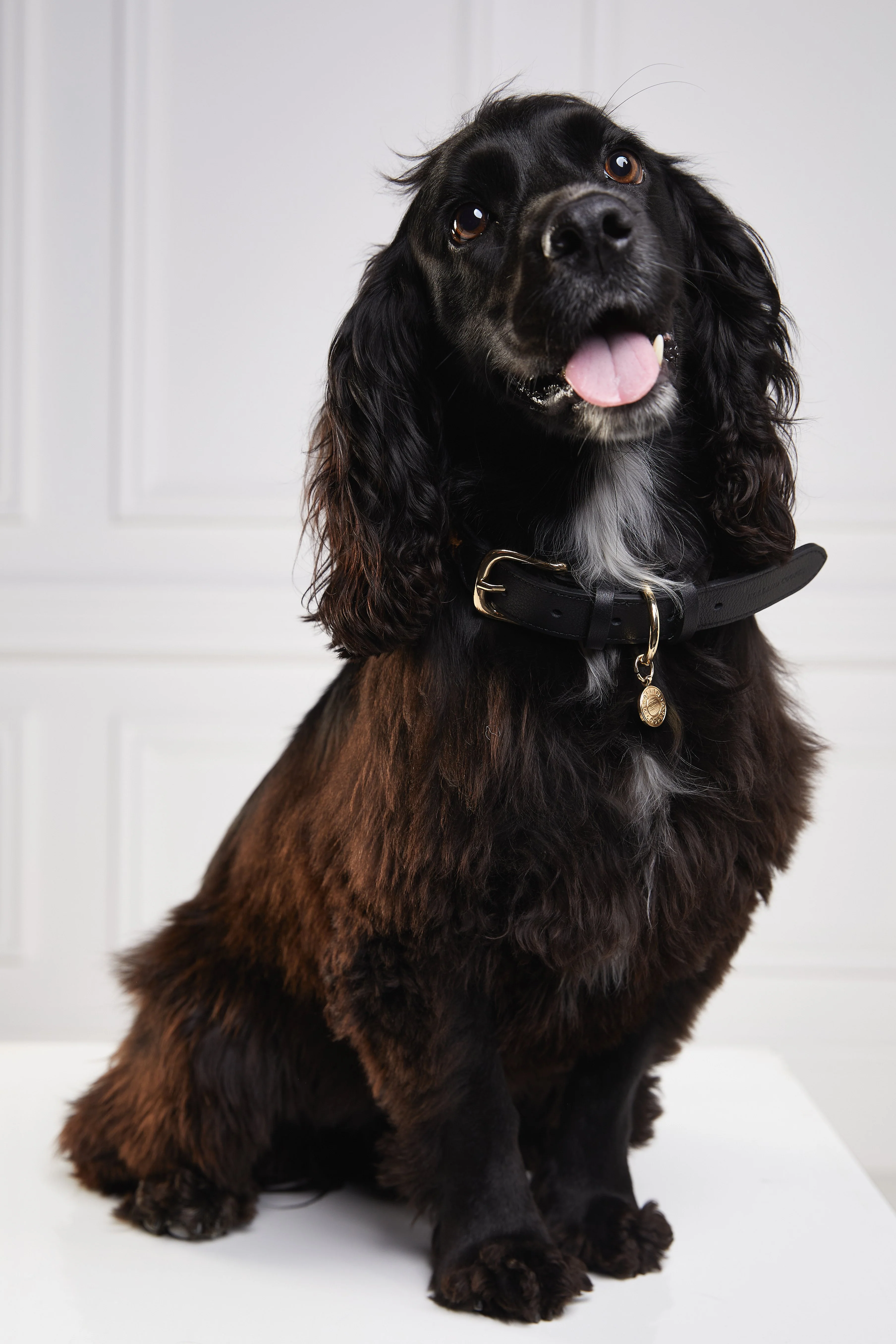 HC Classic Dog Collar (Black & Leopard Pony) - Image 6