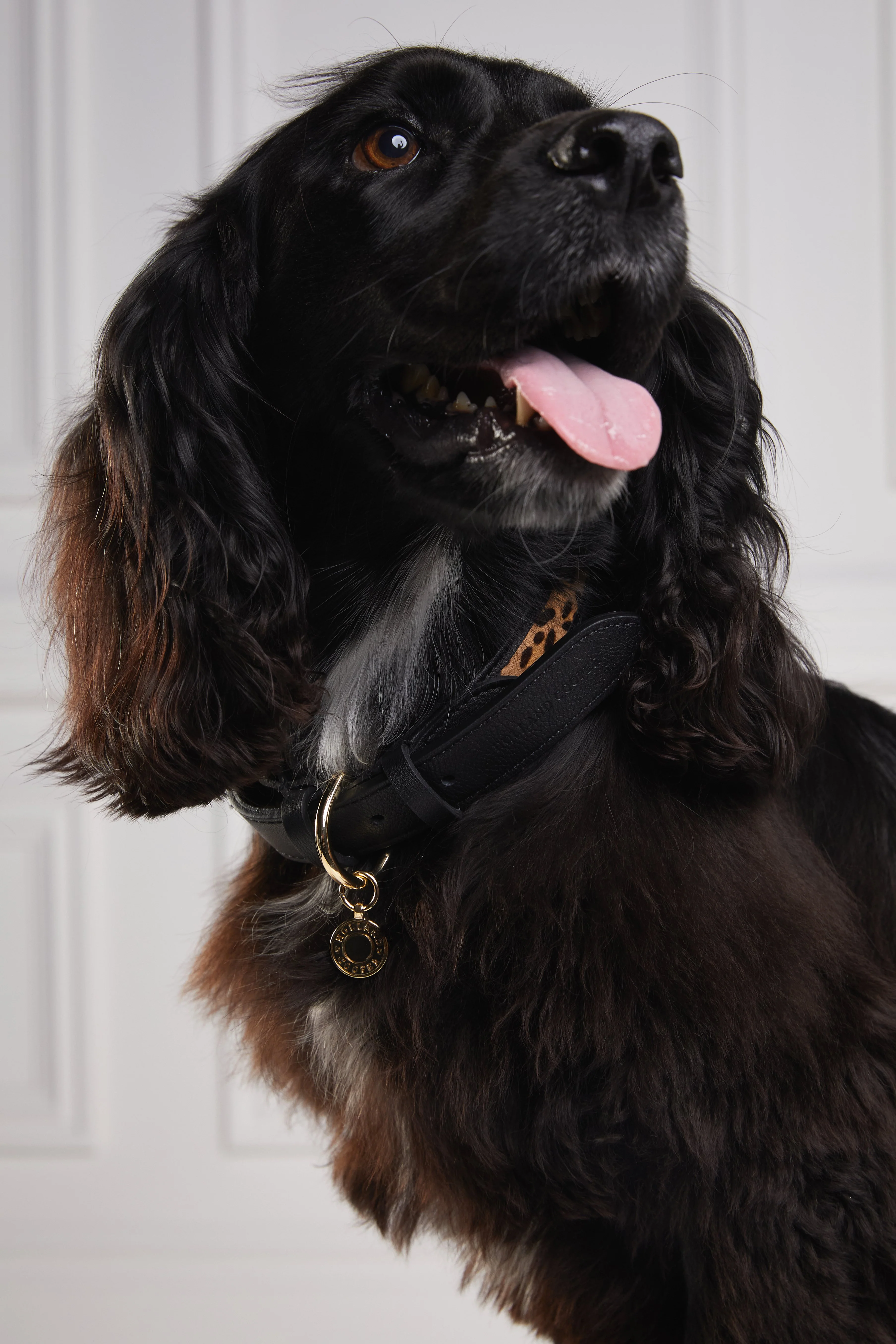 HC Classic Dog Collar (Black & Leopard Pony) - Image 7