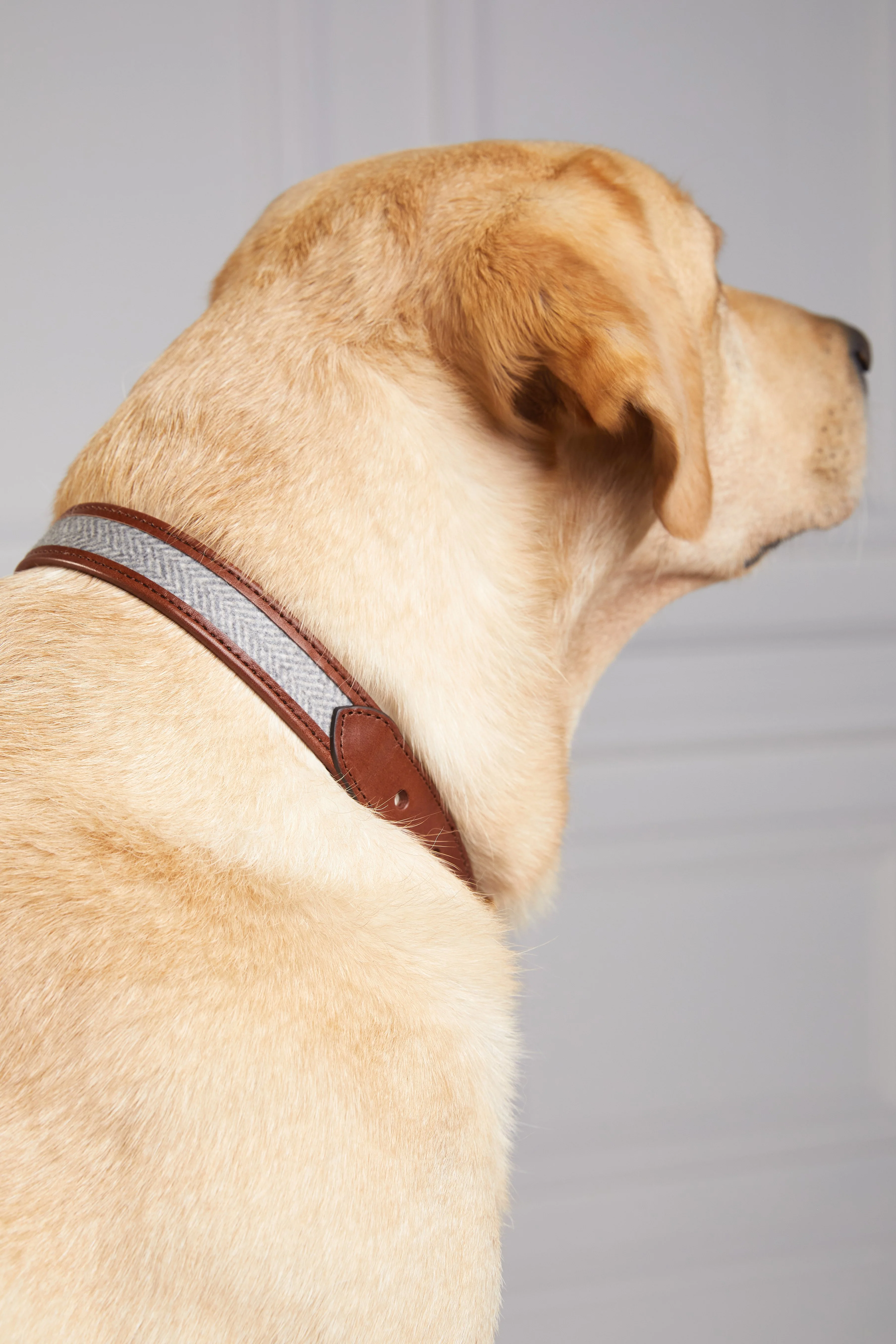 HC Classic Dog Collar (Chestnut & Tweed) - Image 8