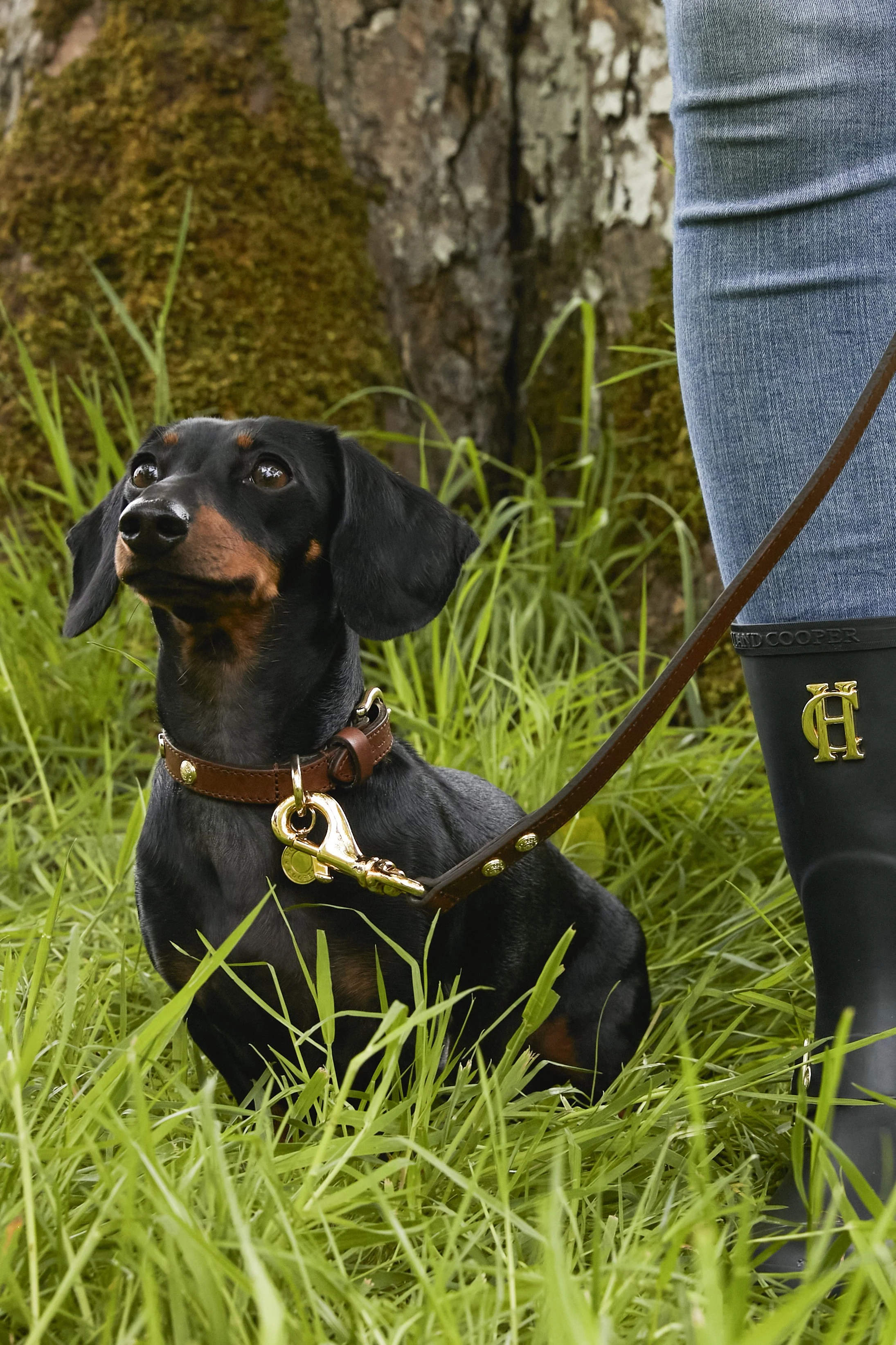 HC Studded Dog Collar (Chestnut) - Image 7